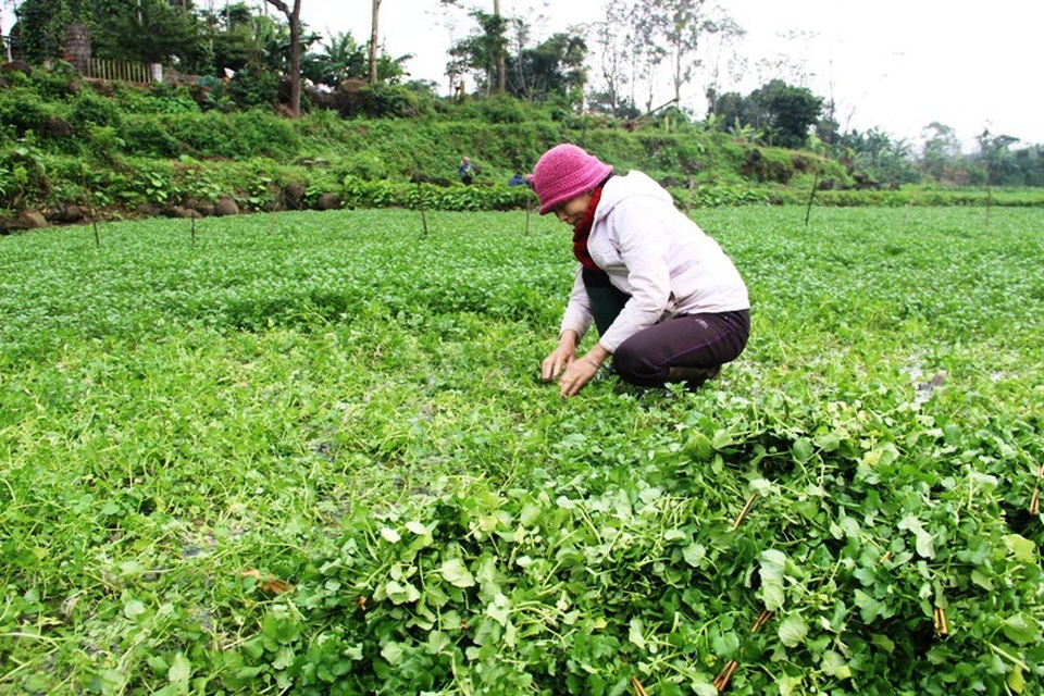 Thu gần trăm triệu nhờ trồng rau liệt quanh giếng cổ ngàn năm - 6 Hiện toàn xã Gio An trồng khoảng 8 ha rau liệt, mỗi ha người dân thu lãi từ 25-30 triệu đồng