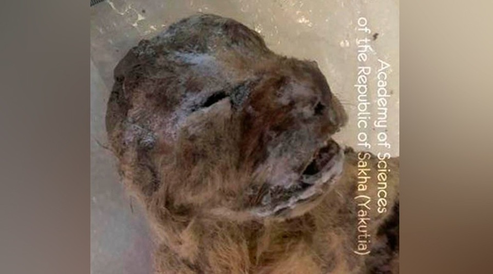 Loạt sinh vật kinh dị ẩn sâu dưới lớp băng vĩnh cửu Siberia - 4
Sư tử Siberia 11.700 năm tuổi.