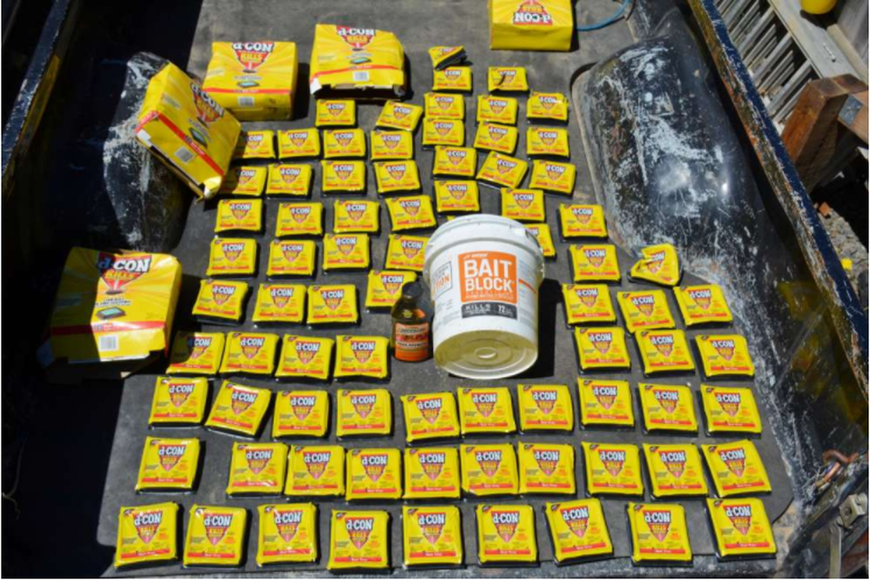 
Số lượng thuốc diệt chuột thu được từ một trang web phát triển bất hợp pháp được tìm thấy bởi các quan chức thực thi pháp luật và nhóm của Tiến sĩ Gabriel.
