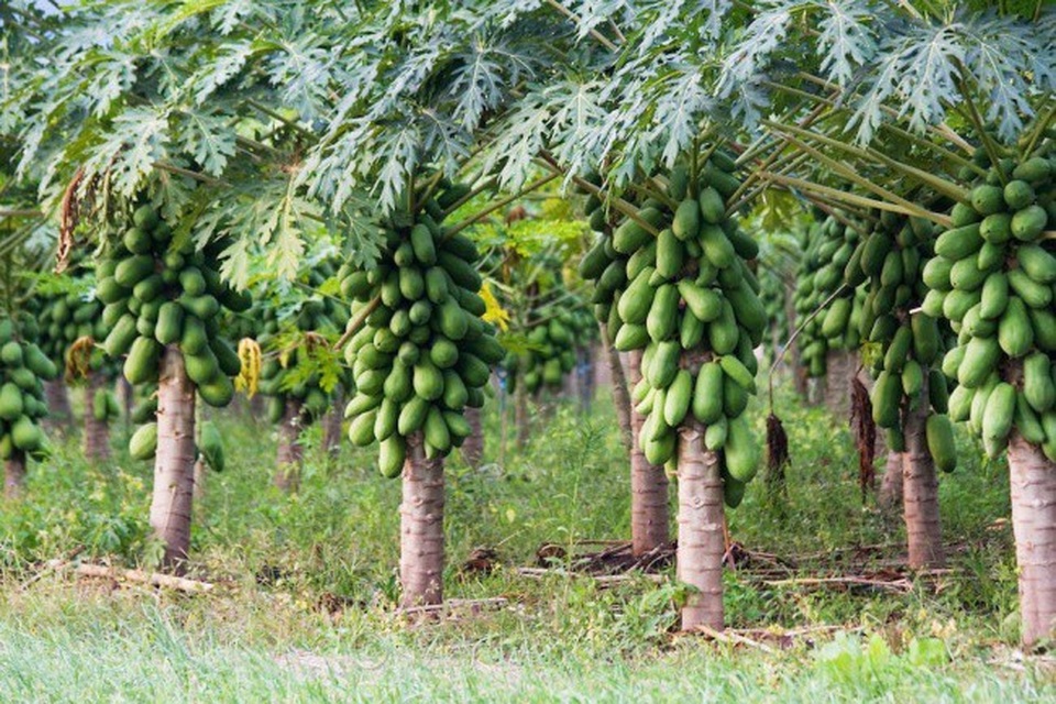 Những loại quả chúng ta thường ăn trông như thế nào khi còn ở trên cây? - 4 Những loại quả chúng ta thường ăn trông như thế nào khi còn ở trên cây? - 4