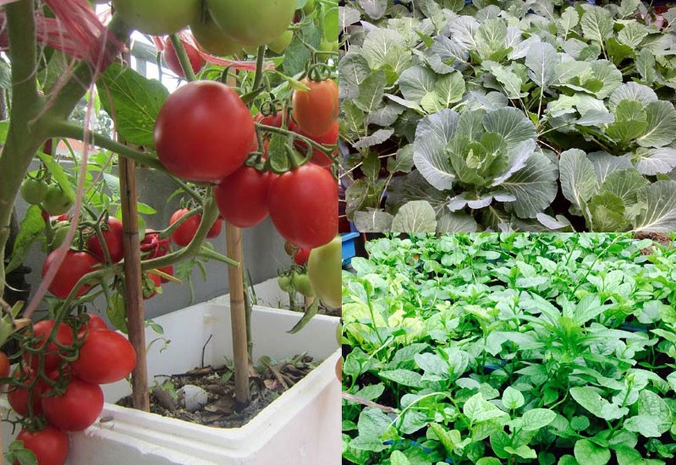 
Sân thượng nhà chị Thùy được tận dụng để trồng các loại rau quả sạch
