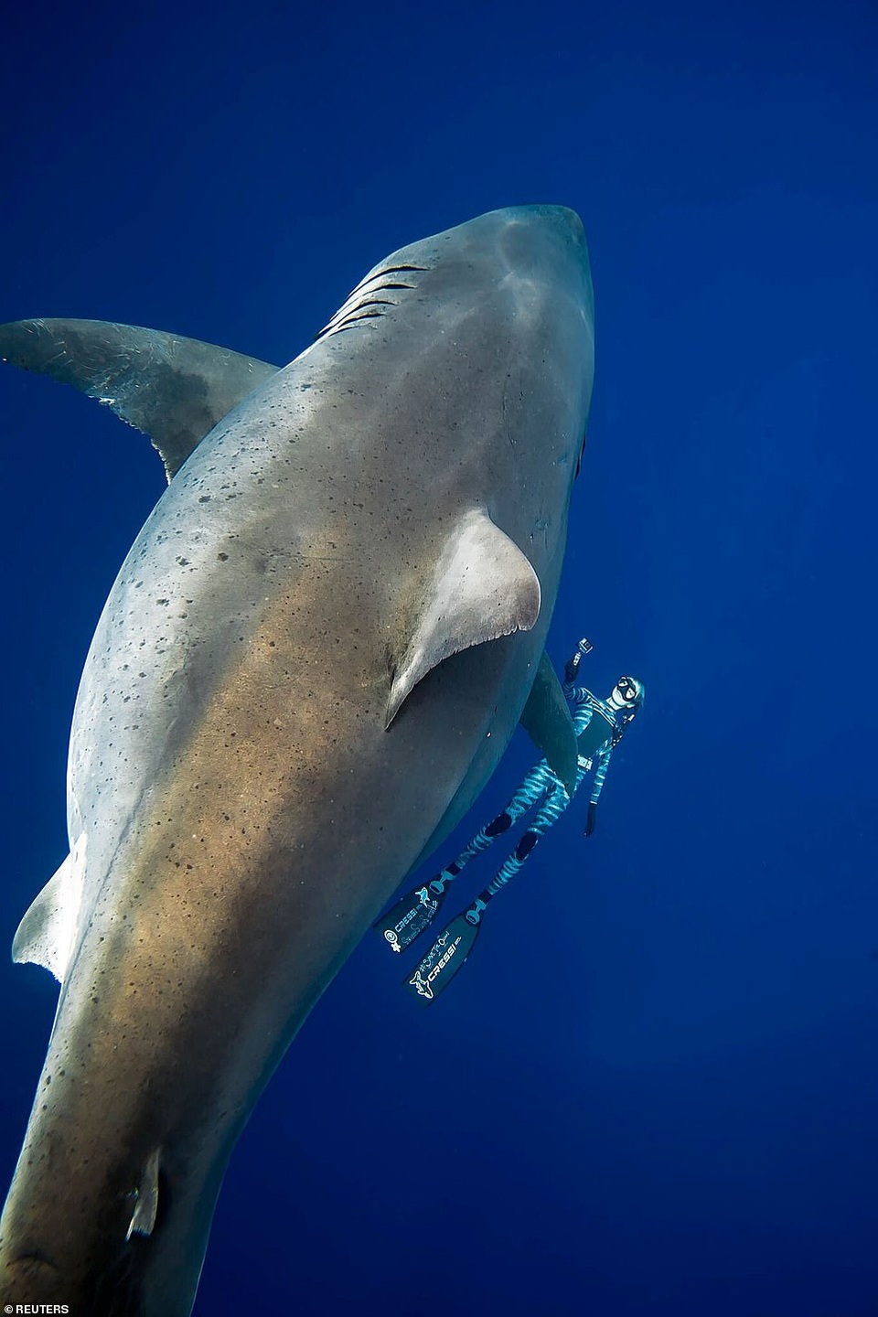 Cá mập hổ 4 m tấn công nhà khoa học