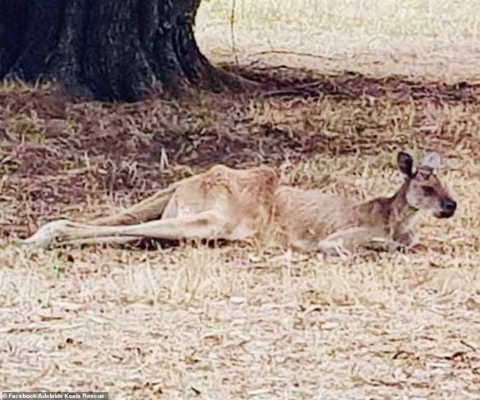 Australia nóng kỷ lục gần 50 độ C, nhựa đường tan chảy - 3 Australia nóng kỷ lục gần 50 độ C, nhựa đường tan chảy - 3