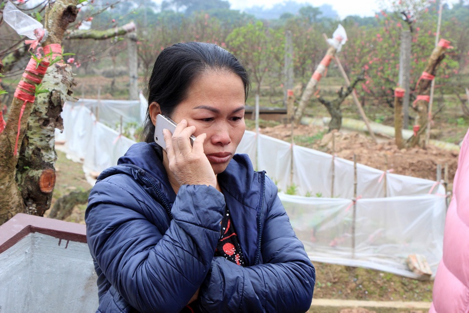 Hàng trăm gốc đào bất ngờ bị kẻ xấu chặt phá ngày cận Tết - 9 Hàng trăm gốc đào bất ngờ bị kẻ xấu chặt phá ngày cận Tết - 9