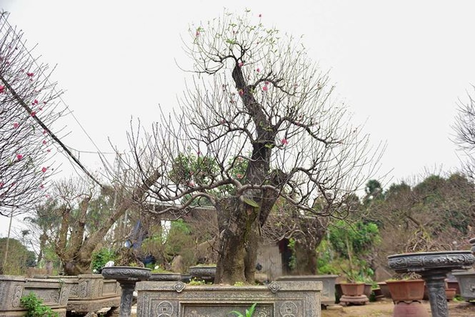 Đào cổ thụ Nhật Tân giá hàng trăm triệu của đại gia chơi Tết - 2 Đào cổ thụ Nhật Tân giá hàng trăm triệu của đại gia chơi Tết - 2