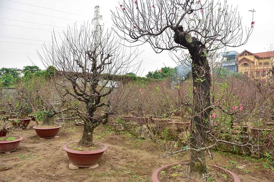 Đào cổ thụ Nhật Tân giá hàng trăm triệu của đại gia chơi Tết - 4 Đào cổ thụ Nhật Tân giá hàng trăm triệu của đại gia chơi Tết - 4