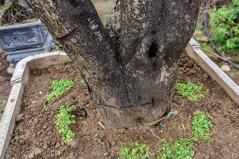 Đào cổ thụ Nhật Tân giá hàng trăm triệu của đại gia chơi Tết - 6 Đào cổ thụ Nhật Tân giá hàng trăm triệu của đại gia chơi Tết - 6