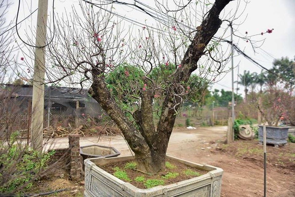 Đào cổ thụ Nhật Tân giá hàng trăm triệu của đại gia chơi Tết - 7 Đào cổ thụ Nhật Tân giá hàng trăm triệu của đại gia chơi Tết - 7