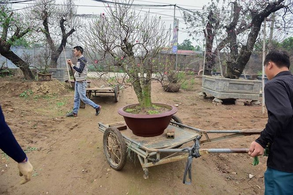 Đào cổ thụ Nhật Tân giá hàng trăm triệu của đại gia chơi Tết - 8 Đào cổ thụ Nhật Tân giá hàng trăm triệu của đại gia chơi Tết - 8