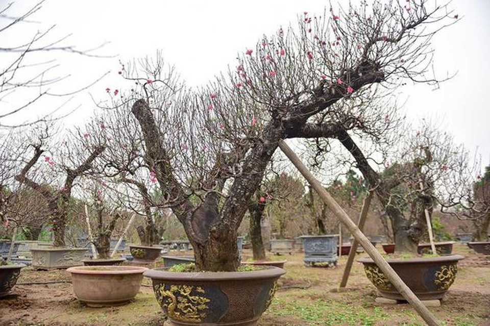 Đại gia chơi Tết: Đào cổ thụ trăm triệu/gốc, hoa hồng ngoại chục triệu đồng/chậu - 2 Đại gia chơi Tết: Đào cổ thụ trăm triệu/gốc, hoa hồng ngoại chục triệu đồng/chậu - 2