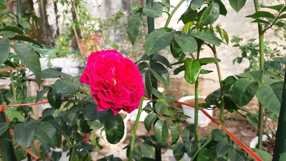 Đại gia chơi Tết: Đào cổ thụ trăm triệu/gốc, hoa hồng ngoại chục triệu đồng/chậu - 4 Đại gia chơi Tết: Đào cổ thụ trăm triệu/gốc, hoa hồng ngoại chục triệu đồng/chậu - 4