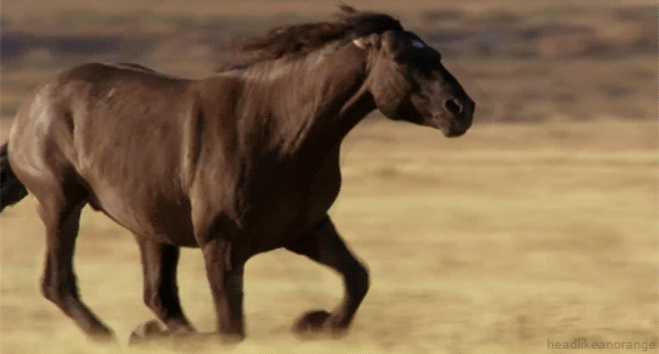 mong_ngua_4.gif mong_ngua_4.gif