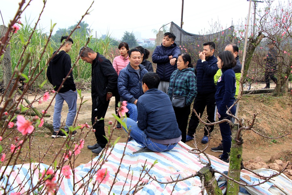 Hàng trăm gốc đào bất ngờ bị kẻ xấu chặt phá ngày cận Tết - 3 Hàng trăm gốc đào bất ngờ bị kẻ xấu chặt phá ngày cận Tết - 3