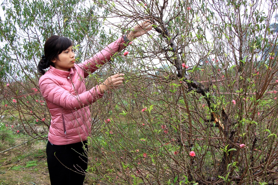 Hàng trăm gốc đào bất ngờ bị kẻ xấu chặt phá ngày cận Tết - 7 Hàng trăm gốc đào bất ngờ bị kẻ xấu chặt phá ngày cận Tết - 7
