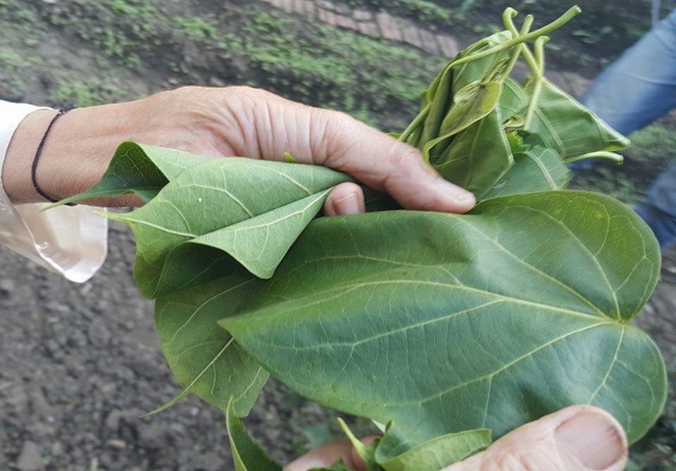 Rùng mình 5 đặc sản “đãi khách quý” của người dân Tây Bắc dịp đầu năm Rùng mình 5 đặc sản “đãi khách quý” của người dân Tây Bắc dịp đầu năm