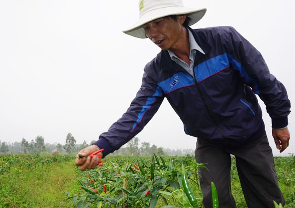 Trồng ớt trái vụ đón Tết, nông dân thu gần 1 triệu đồng mỗi ngày - 1 Trồng ớt trái vụ đón Tết, nông dân thu gần 1 triệu đồng mỗi ngày - 1