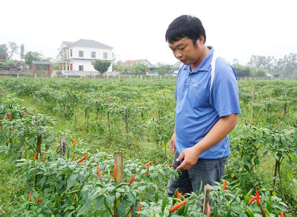 Trồng ớt trái vụ đón Tết, nông dân thu gần 1 triệu đồng mỗi ngày - 3 Trồng ớt trái vụ đón Tết, nông dân thu gần 1 triệu đồng mỗi ngày - 3