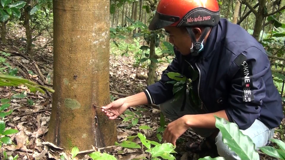 Hàng loạt cây cao su bị khoan lỗ, chết dần - 1
