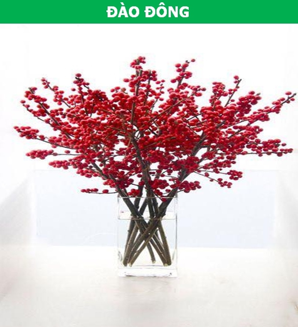 Những loại hoa nhập ngoại được ưa chuộng dịp Tết năm nay - 4 Những loại hoa nhập ngoại được ưa chuộng dịp Tết năm nay - 4