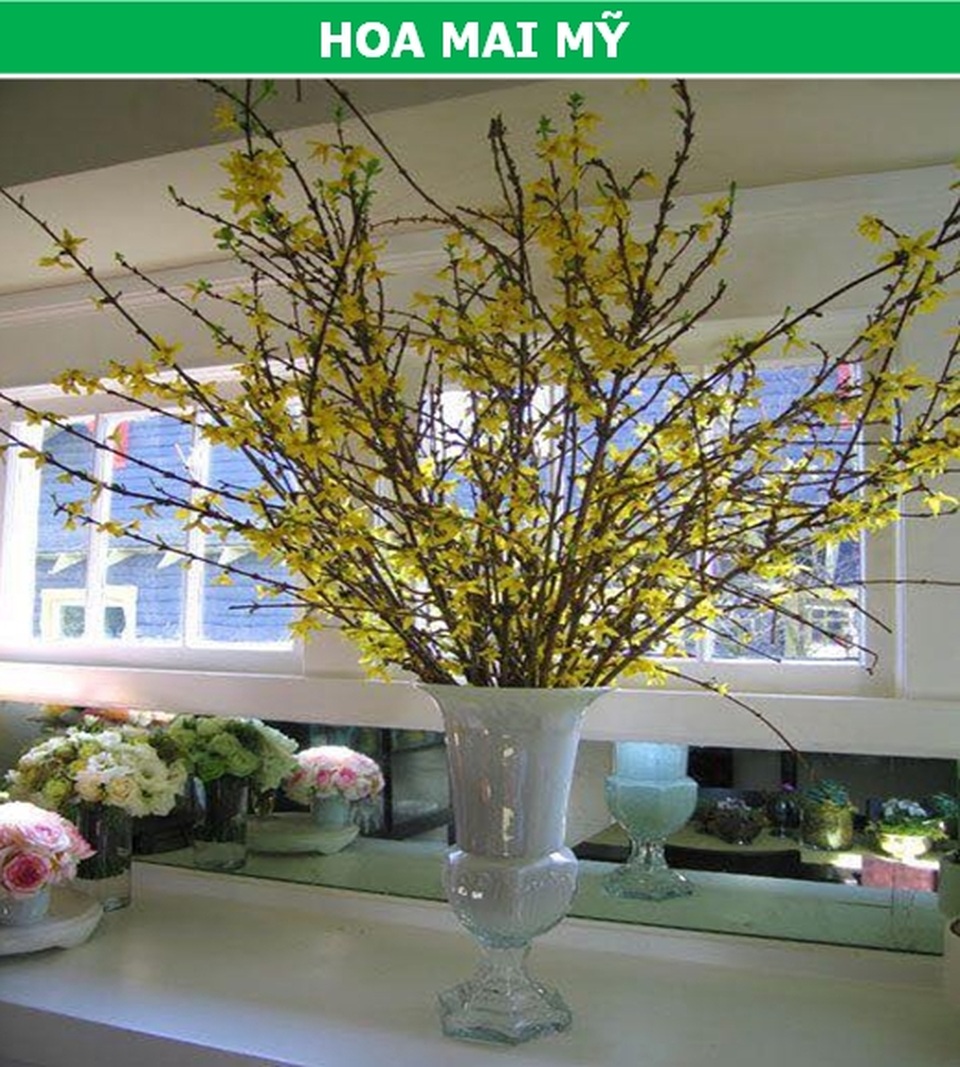 Những loại hoa nhập ngoại được ưa chuộng dịp Tết năm nay - 2 Những loại hoa nhập ngoại được ưa chuộng dịp Tết năm nay - 2