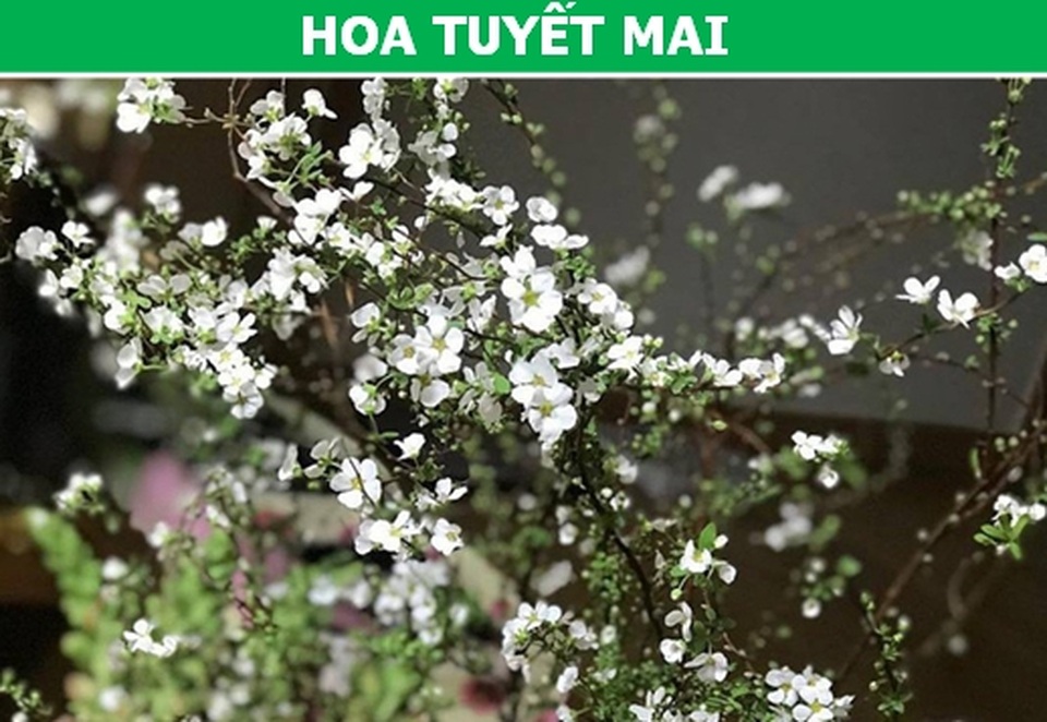 Những loại hoa nhập ngoại được ưa chuộng dịp Tết năm nay - 6 Những loại hoa nhập ngoại được ưa chuộng dịp Tết năm nay - 6