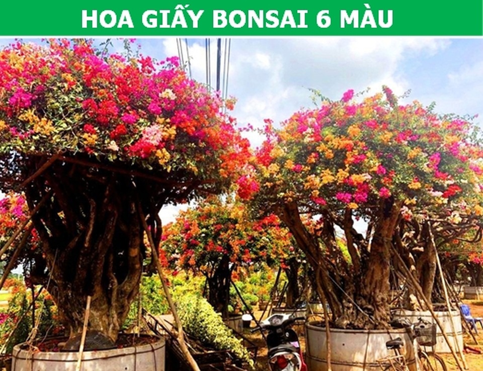 Những loại hoa nhập ngoại được ưa chuộng dịp Tết năm nay - 7 Những loại hoa nhập ngoại được ưa chuộng dịp Tết năm nay - 7