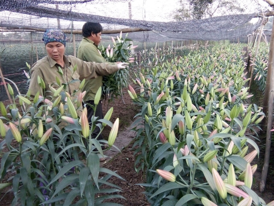 Nông dân Tây Tựu lo “bánh chưng không có thịt” vì hoa ly nở sớm - 3