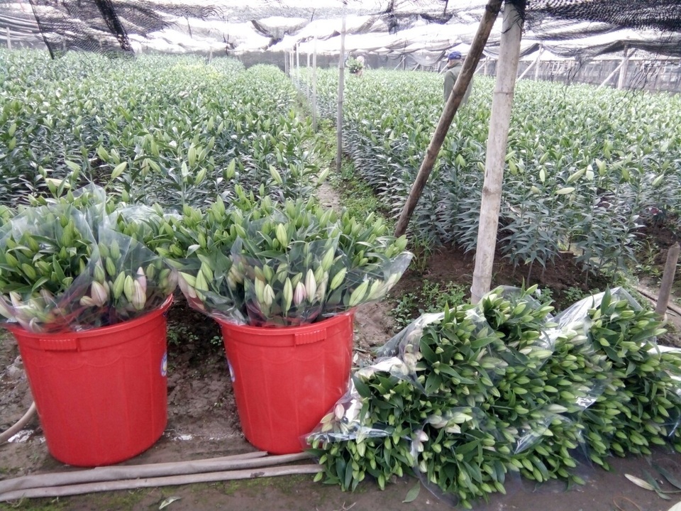 Hoa ly o Tay Tuu  - Ha Noi.