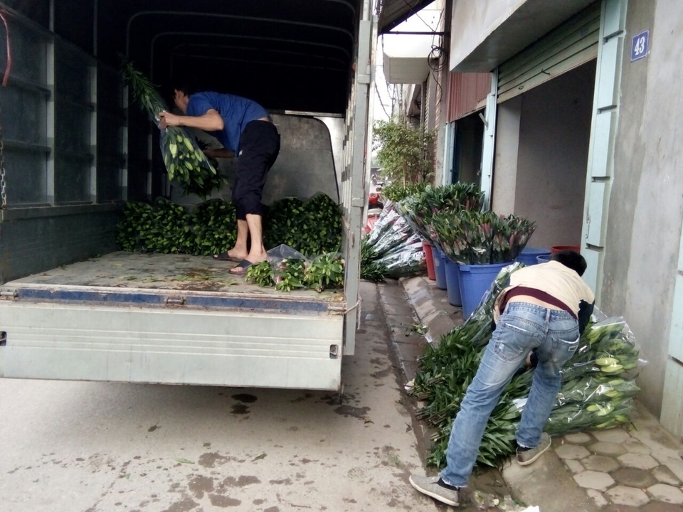 Nông dân Tây Tựu lo “bánh chưng không có thịt” vì hoa ly nở sớm - 5