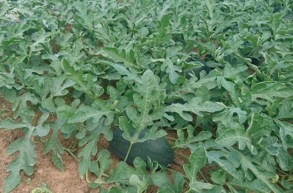 Ninh Thuận: Dưa Tết đã mất mùa còn mất giá - 2