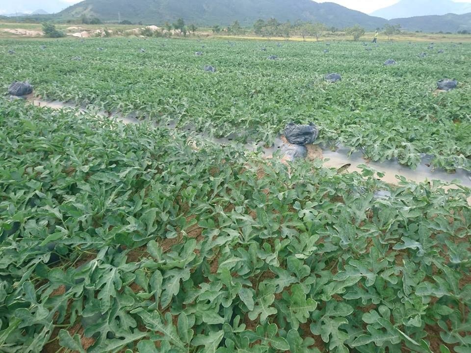 Ninh Thuận: Dưa Tết đã mất mùa còn mất giá - 1