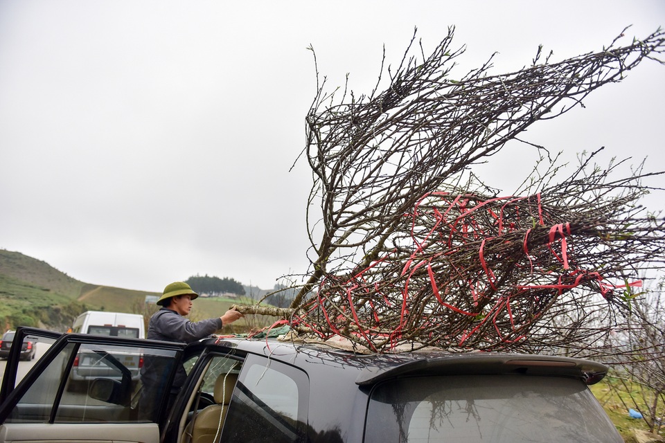 Đào rừng Sơn La bán tràn lan trên quốc lộ 6 chờ về Tết miền xuôi - 12