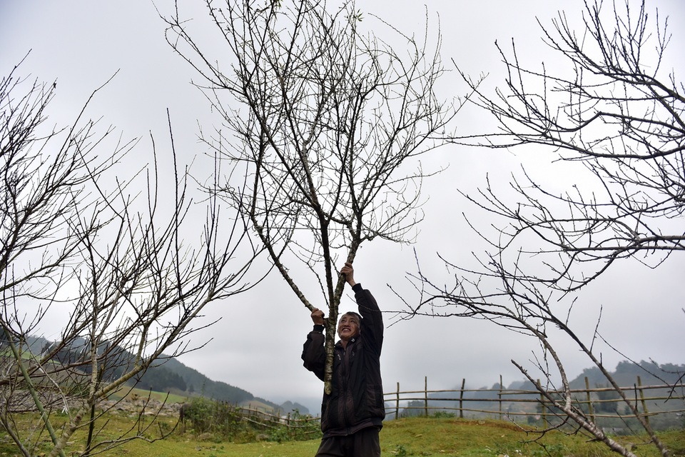 Đào rừng Sơn La bán tràn lan trên quốc lộ 6 chờ về Tết miền xuôi - 14