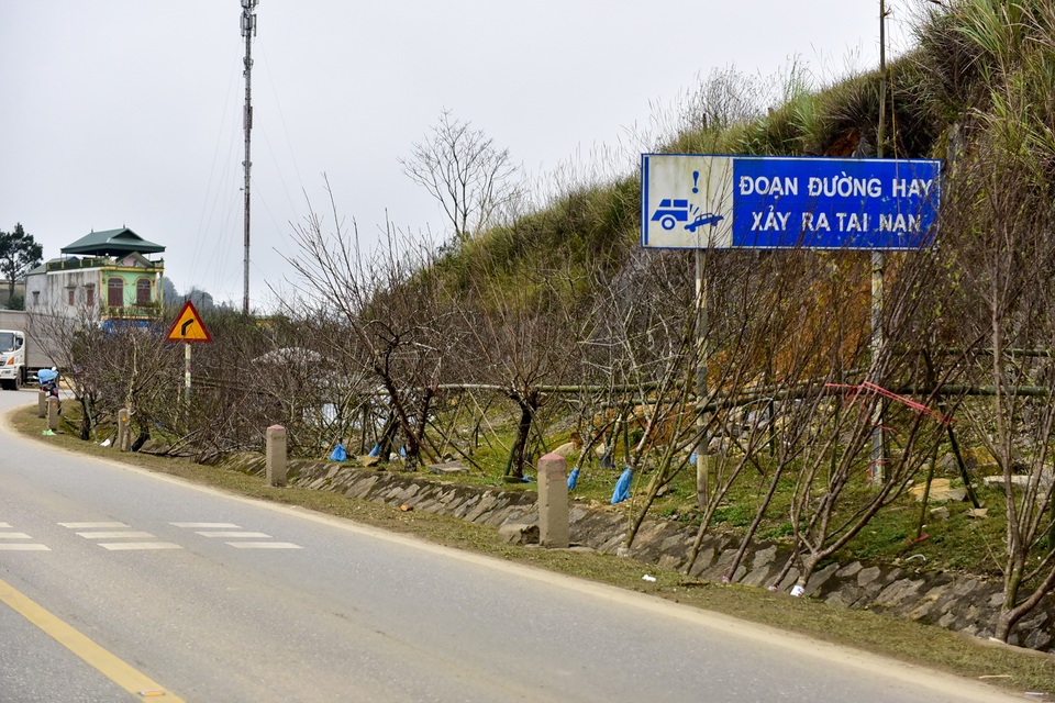 Đào rừng Sơn La bán tràn lan trên quốc lộ 6 chờ về Tết miền xuôi - 3