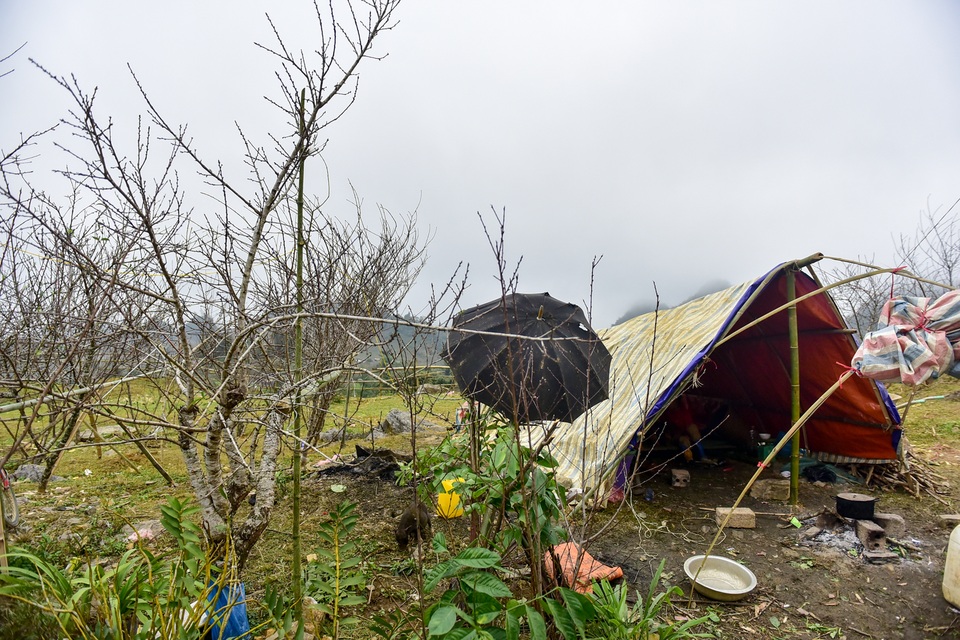 Đào rừng Sơn La bán tràn lan trên quốc lộ 6 chờ về Tết miền xuôi - 15