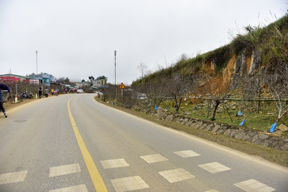 Đào rừng Sơn La bán tràn lan trên quốc lộ 6 chờ về Tết miền xuôi - 1