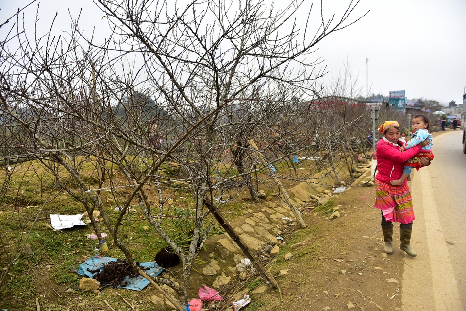 Đào rừng Sơn La bán tràn lan trên quốc lộ 6 chờ về Tết miền xuôi - 6