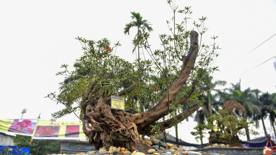 Đỗ quyên bonsai hàng khủng giá gần tỷ đồng chưng Tết ở Hà Nội - 2 Đỗ quyên bonsai hàng khủng giá gần tỷ đồng chưng Tết ở Hà Nội - 2