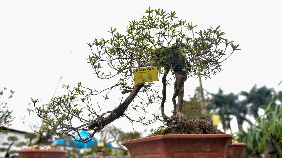 Đỗ quyên bonsai hàng khủng giá gần tỷ đồng chưng Tết ở Hà Nội - 12 Đỗ quyên bonsai hàng khủng giá gần tỷ đồng chưng Tết ở Hà Nội - 12