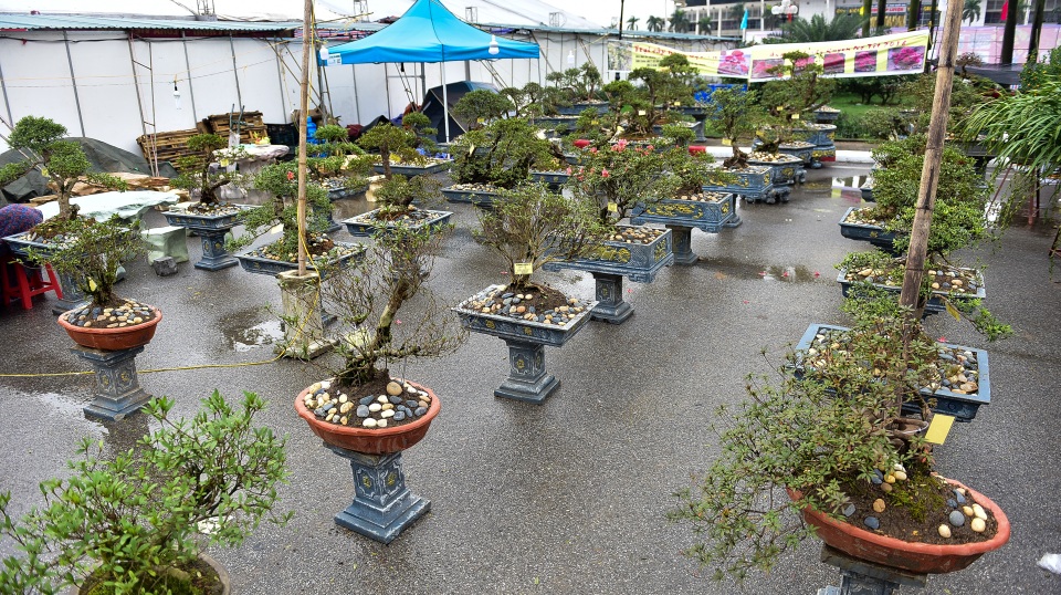 Đỗ quyên bonsai hàng khủng giá gần tỷ đồng chưng Tết ở Hà Nội - 1 Đỗ quyên bonsai hàng khủng giá gần tỷ đồng chưng Tết ở Hà Nội - 1