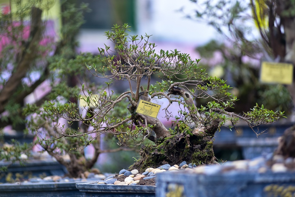 Đỗ quyên bonsai hàng khủng giá gần tỷ đồng chưng Tết ở Hà Nội - 14 Đỗ quyên bonsai hàng khủng giá gần tỷ đồng chưng Tết ở Hà Nội - 14