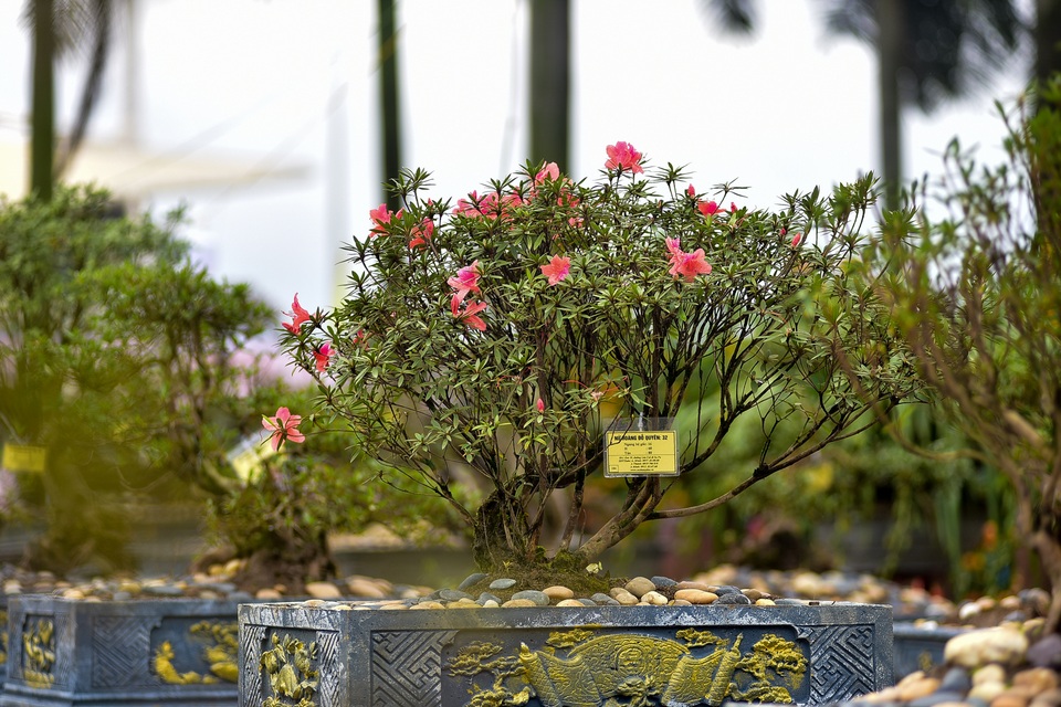 Đỗ quyên bonsai hàng khủng giá gần tỷ đồng chưng Tết ở Hà Nội - 7 Đỗ quyên bonsai hàng khủng giá gần tỷ đồng chưng Tết ở Hà Nội - 7
