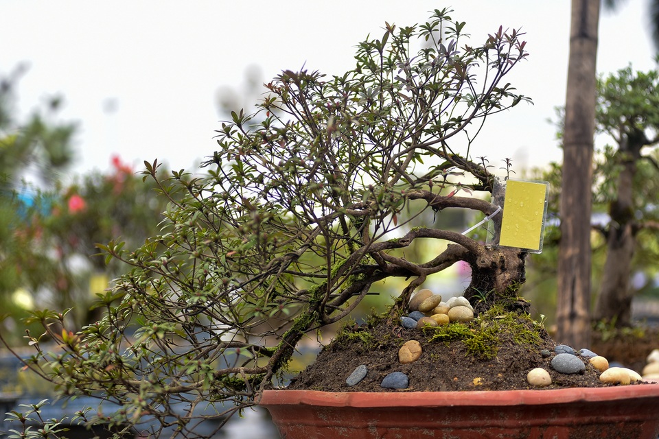 Đỗ quyên bonsai hàng khủng giá gần tỷ đồng chưng Tết ở Hà Nội - 13 Đỗ quyên bonsai hàng khủng giá gần tỷ đồng chưng Tết ở Hà Nội - 13