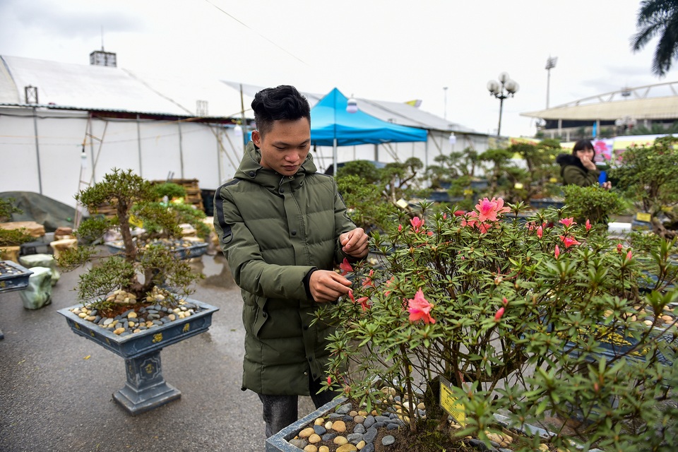 Đỗ quyên bonsai hàng khủng giá gần tỷ đồng chưng Tết ở Hà Nội - 9 Đỗ quyên bonsai hàng khủng giá gần tỷ đồng chưng Tết ở Hà Nội - 9