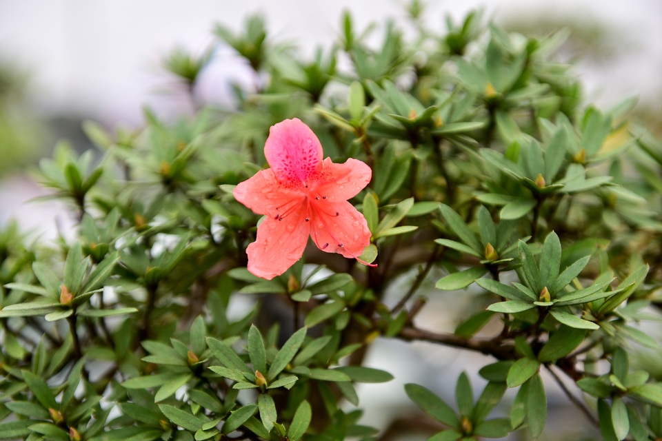 Đỗ quyên bonsai hàng khủng giá gần tỷ đồng chưng Tết ở Hà Nội - 3 Đỗ quyên bonsai hàng khủng giá gần tỷ đồng chưng Tết ở Hà Nội - 3