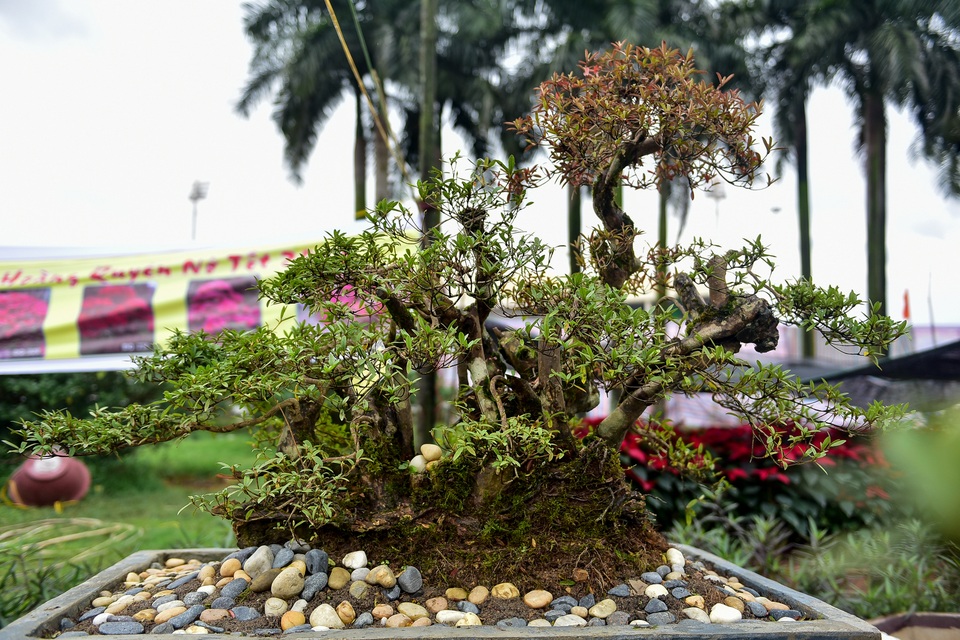 Đỗ quyên bonsai hàng khủng giá gần tỷ đồng chưng Tết ở Hà Nội - 4 Đỗ quyên bonsai hàng khủng giá gần tỷ đồng chưng Tết ở Hà Nội - 4