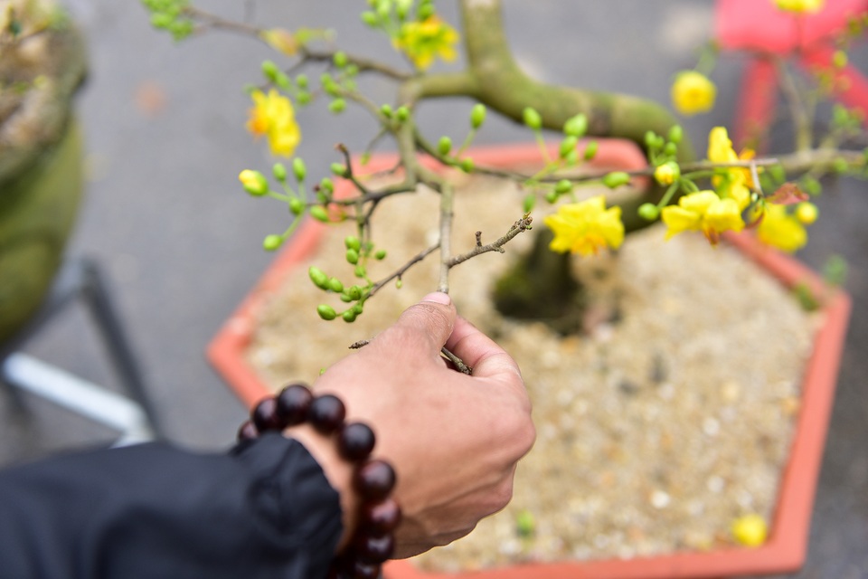 Mai vàng miền Nam đổ bộ xuống phố Thủ đô chào Tết - 10