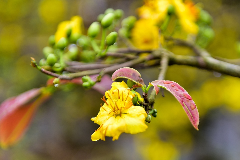 Mai vàng miền Nam đổ bộ xuống phố Thủ đô chào Tết - 7