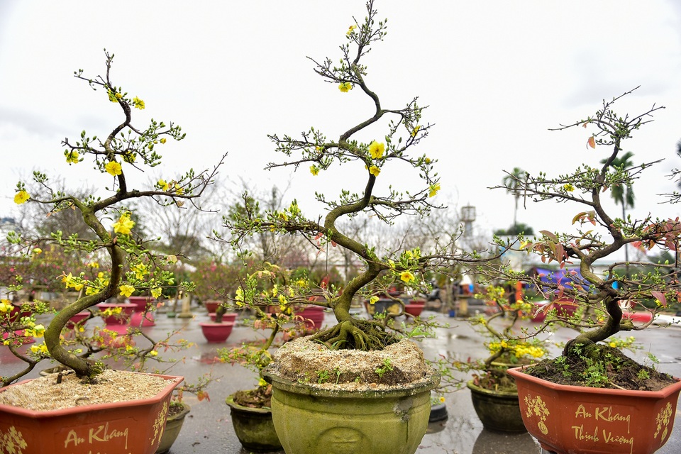 Mai vàng miền Nam đổ bộ xuống phố Thủ đô chào Tết - 2