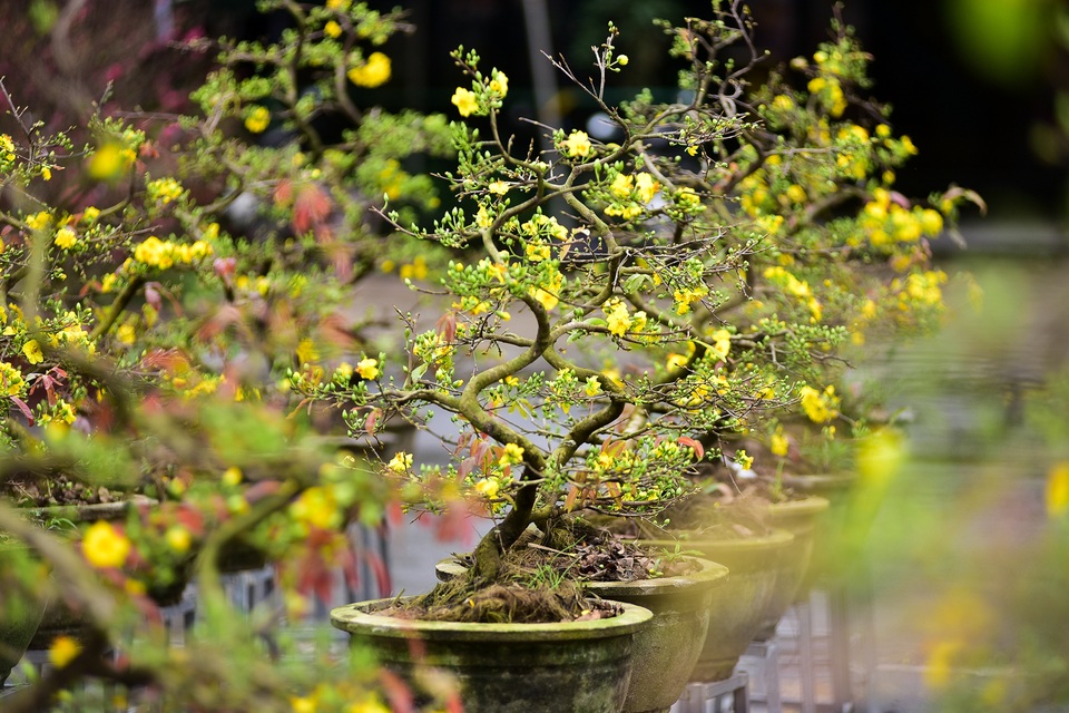 Mai vàng miền Nam đổ bộ xuống phố Thủ đô chào Tết - 5